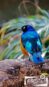 London Zoo Blue Bird